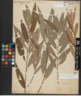 Foto von Salix alba L.